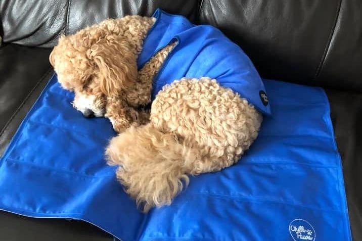 Fan on and Lily likes her cooling mat and cooling vest. Photo: Julie Wright