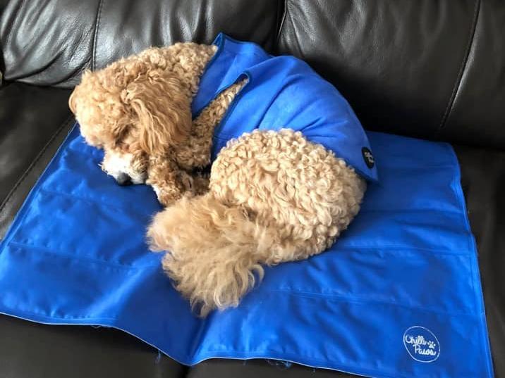 Fan on and Lily likes her cooling mat and cooling vest. Photo: Julie Wright