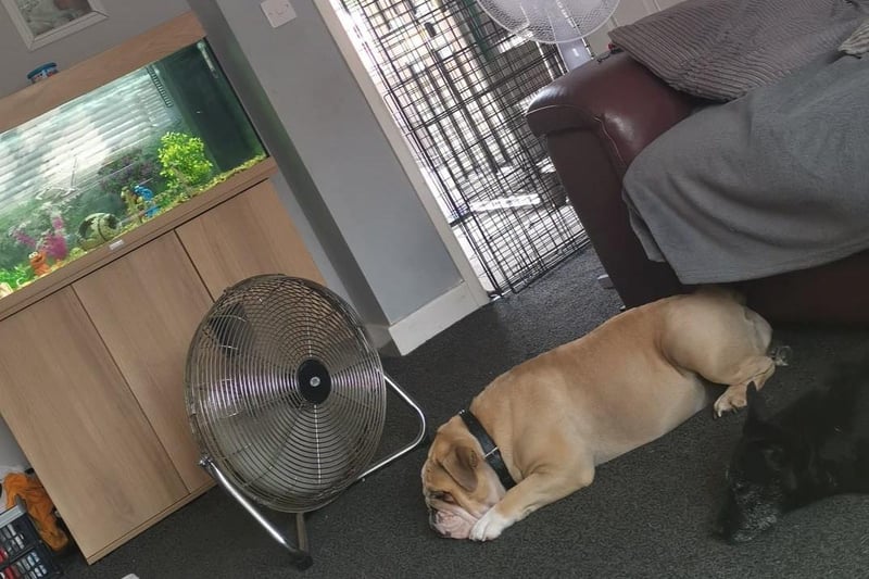 I've got two fans on the go for my furbabies and all my doors and windows open. Photo: Claire Louise Hart