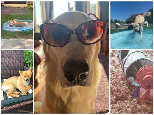 Pet owners across Wigan shared their easy hacks to keep their furry friends cool in the summer heat.