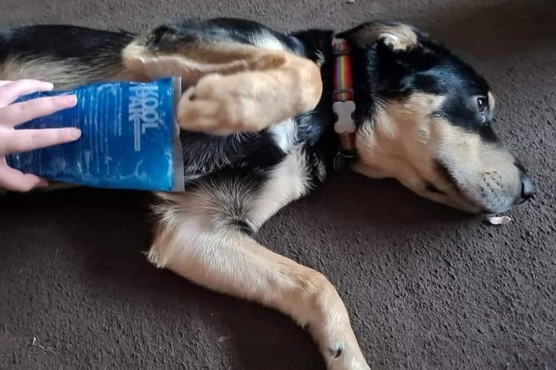 Enjoying being stroked with a gel ice pack. Photo: Pamela Chegwin