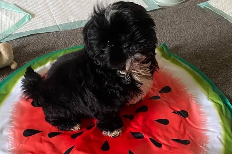 Ten week old Sully using his cooling mat. Photo: Jade Ainscough