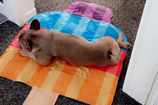 Relaxing on the ice lolly cooling pad. Photo: Jessica Friar