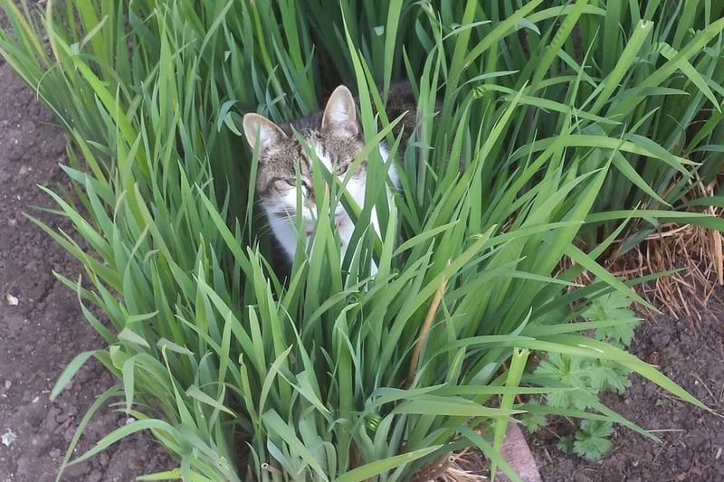 She knows all the cool shady spots in the garden. Photo: Mary Lloyd