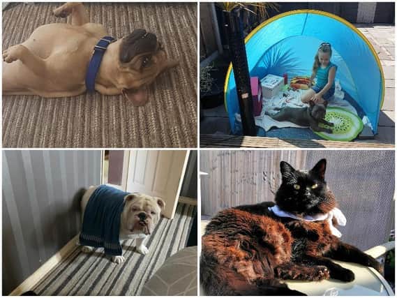This is how you have been keeping your pets cool during the heatwave.