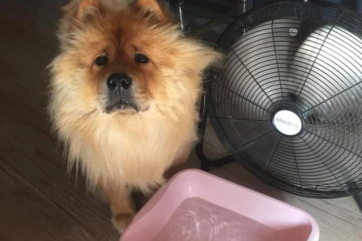 Debbie's furry friend is being well looked after during the heatwave. Photo: Debbie Mckay