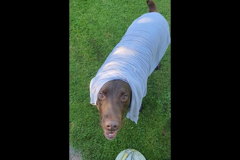 Colette has drenched a towel to keep her pooch cool. Photo: Colette Brooks