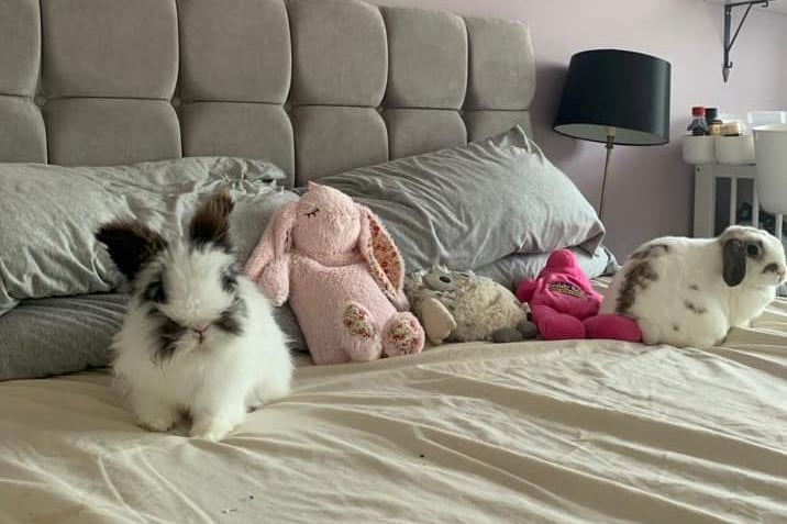 Sophie has moved her long-eared friends into the comfort and cool of her bedroom. Photo: Sophie Cartwright