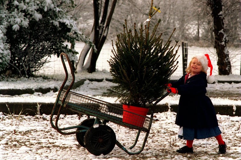 December 1995 and young Katie Hick takes on a tall order as she wheels the family Christmas tree back to the car at Saville Brothers Garden Centre in Garforth.