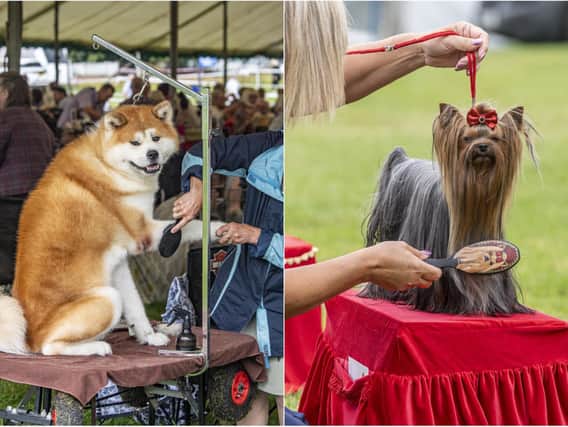 17 amazing photos of pooches on show at Leeds Championship Dog Show.