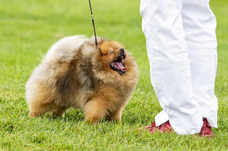 A Pomeranian has a big yawn.