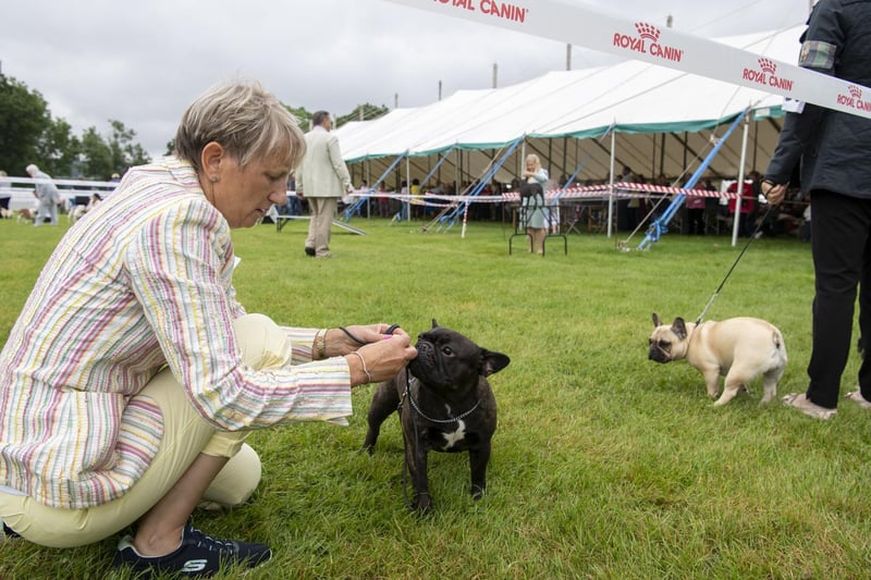 French bulldogs on show.
