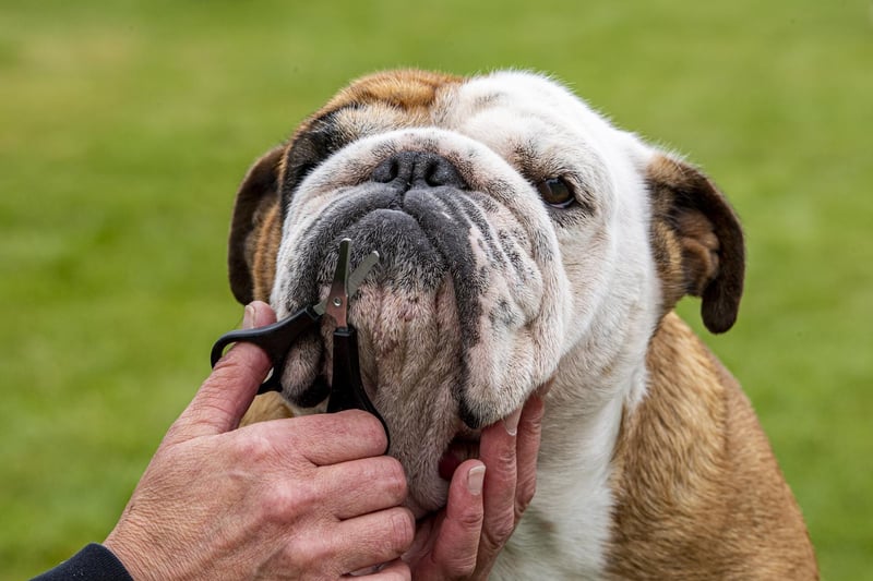 A bulldog has its whiskers trimmed ready to compete.