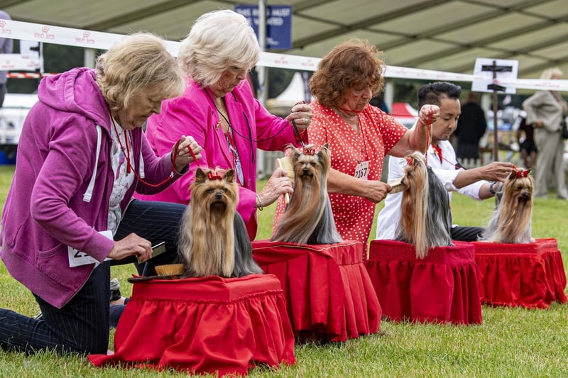 Yorkshire Terrier's combed by their owners during judging.