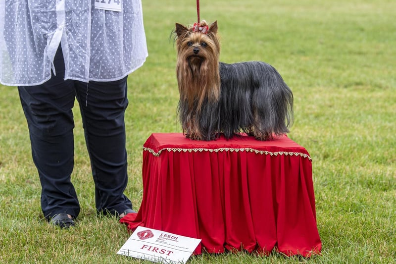 A Yorkshire Terrier scoops first prize.