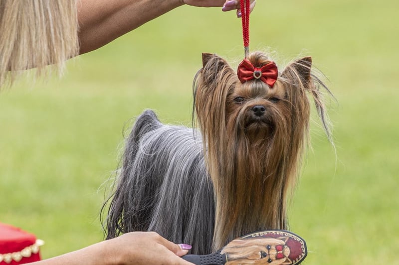 A Yorkshire Terrier is combed by its owner.