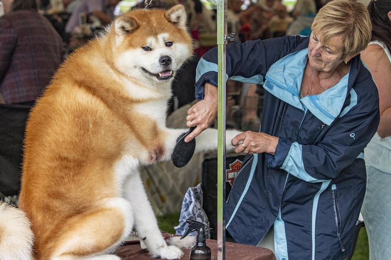 Maureen Thompson readies her Japanese Akita Inu for competition.