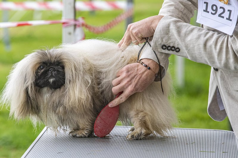 A Pekingese in competition.