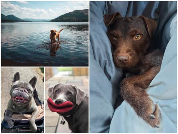 21 of your picture perfect pooches on National Dog Photography Day in Lancashire