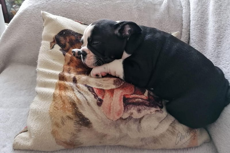 Rosie loves her bulldog cushion. Photo: Tracy O'Reilly