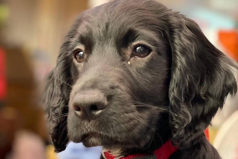 Here is Neil's beautiful pup Pippa. Photo: Neil Rowson