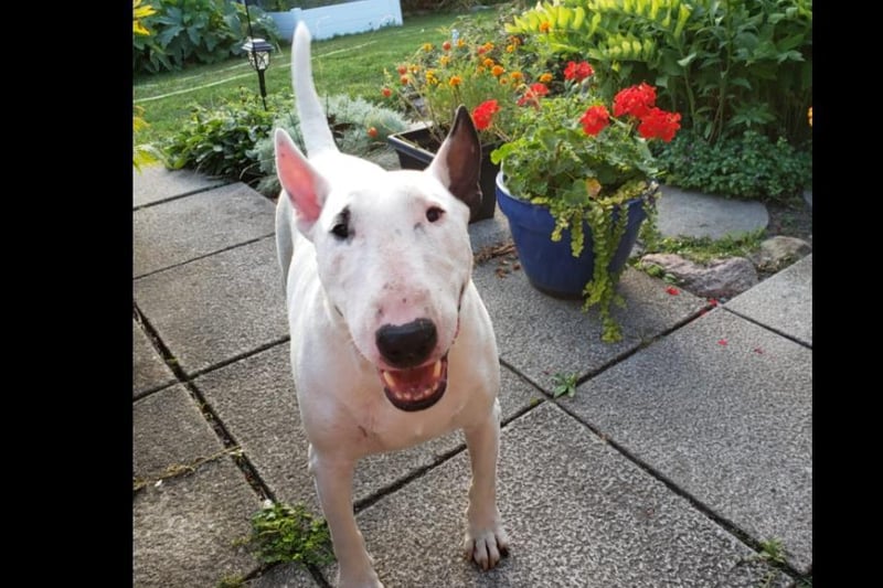 Emma Martin said: "My life is full with my bull terrier Chico."