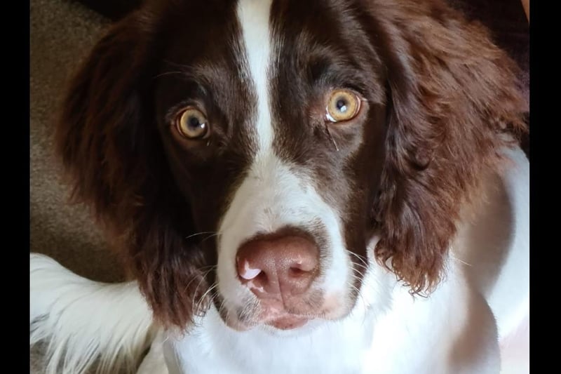 Sharon Cooper said: "My beautiful 7 month old springer spaniel called Luna."