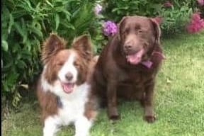Linda Louise Marshall said: "Ben (border collie) passed June 2020 and Holly (Choc lab) Happily together for 10 years.