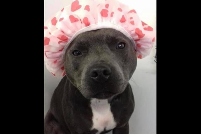SarahJane Turfrey said: "She hates getting water in her ears so she needs a shower cap when she gets a bath!"