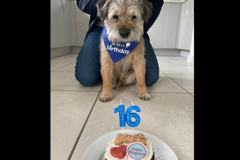 Charlotte Randles shared her 16 year old Border Terrier, Buster.