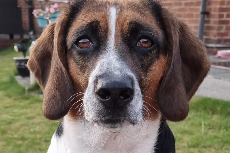 Emma Louise sent in a photo of Holly the Beagle.