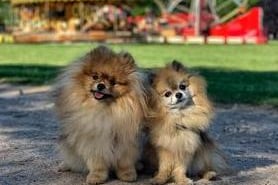 Buddy and Cubbie, Alexis Warrington's Pomeranians