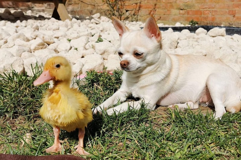 Danielle Bishop's dog Bow with her baby duckling Poppy