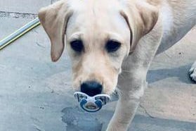 Alison Moore's 14-week-old puppy Wilma, running away with a stolen dummy