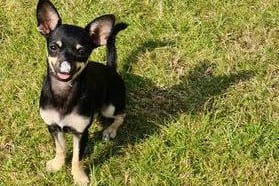 Russell Taylor's dog Millie, a seven-month-old Chihuahua with a feather on her nose