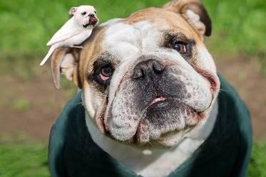 Roly Hough's late dog Archie, who was a Bulldog Rescue and Rehoming UK ambassador