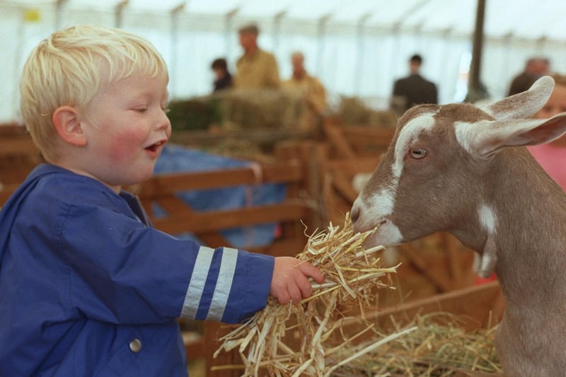 Jake Marshall enjoying feeding a kid in the goat tent at Halifax show back in 1999.