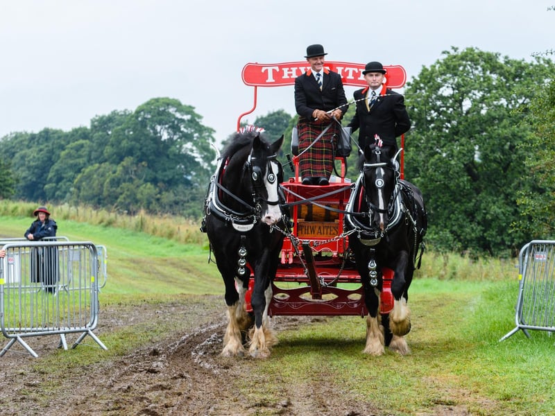 Thwaites horses at the Royal Lancashire Agricultural Show 2021.