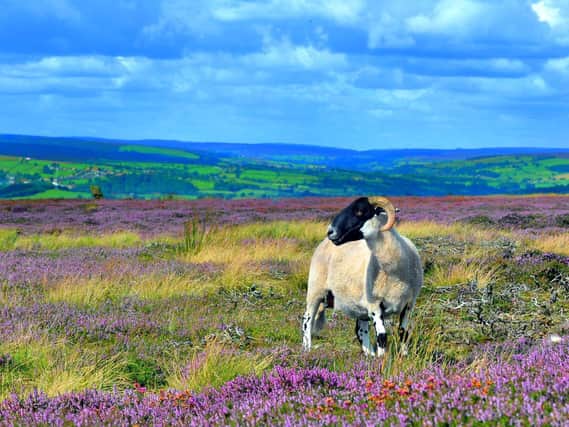 Do any of these Yorkshire activities take your fancy?