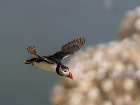 Here we have an action shot of a puffin in flight across the Bempton Cliffs. (Pic credit: Dave Harbon)