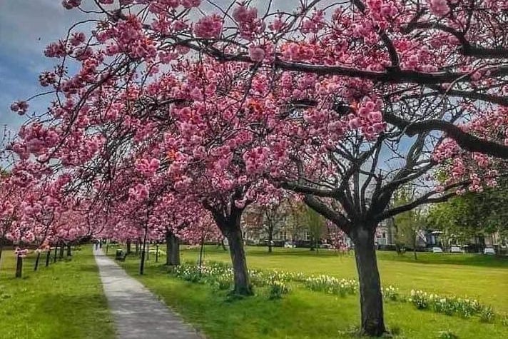 The Stray in Harrogate is filled with Cherry Blossom trees.