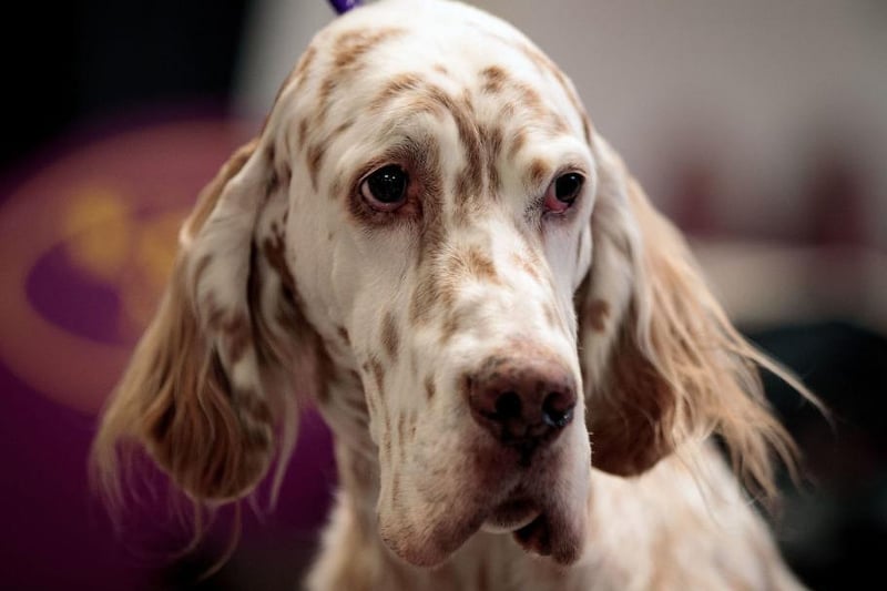 The English Setter is a medium-sized sporting dog. Originally bred as a bird dog, they are elegant and are at home in the water.