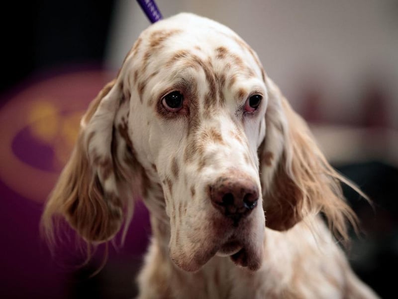 The English Setter is a medium-sized sporting dog. Originally bred as a bird dog, they are elegant and are at home in the water.