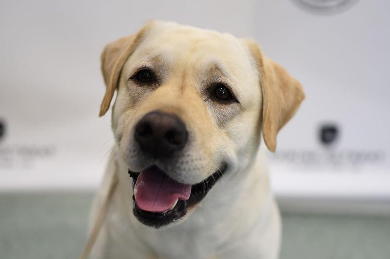 One of the most popular breeds of dog, the Labrador was originally bred to retrieve waterfowl. An ideal family dog and always ready for a swim.