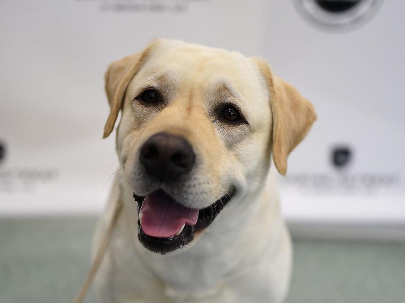 One of the most popular breeds of dog, the Labrador was originally bred to retrieve waterfowl. An ideal family dog and always ready for a swim.