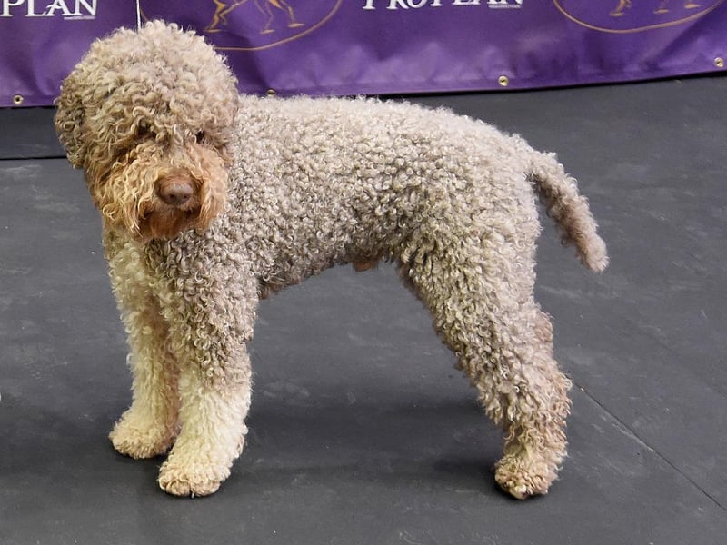 Originally used as a gundog to hunt waterfowl, they are excellent swimmers and are today used to hunt truffles. They are believed to the original breed from which all water dogs are descended.