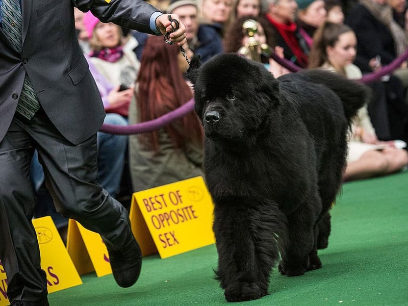 The Newfoundland was originally bred as a water rescue dog, has a large lung capacity and can swim long distances. Now they just love to enjoy the water.
