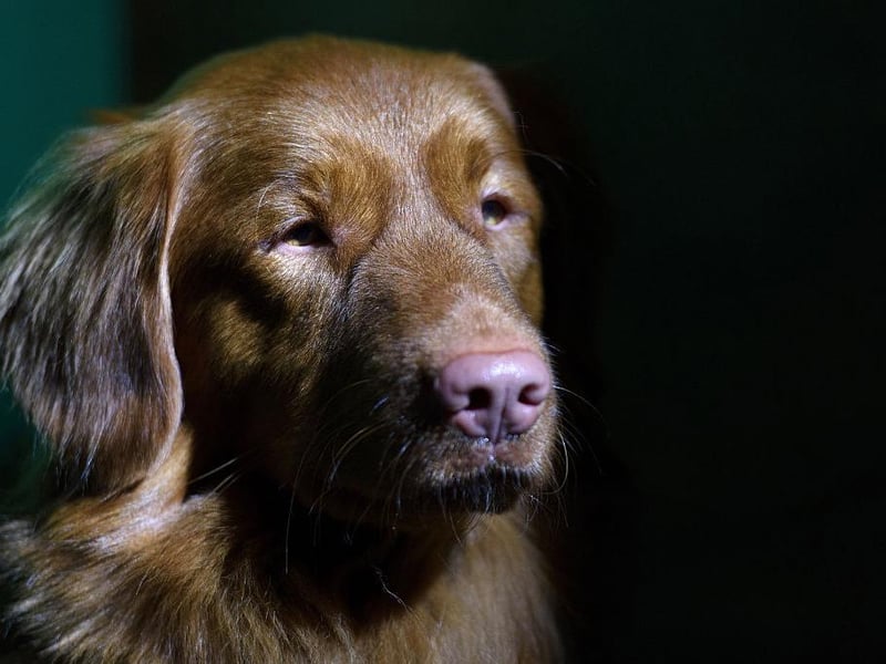 A medium-size dog and one of the smallest the retrievers. They are intelligent and were bred to lure waterfowl and then retrieve the dead birds from the water.