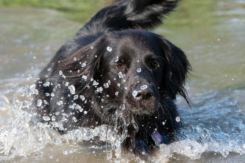 Originally bred to hunt on land and water, the Flat-Coat is better known today as a energetic and water-loving dog.