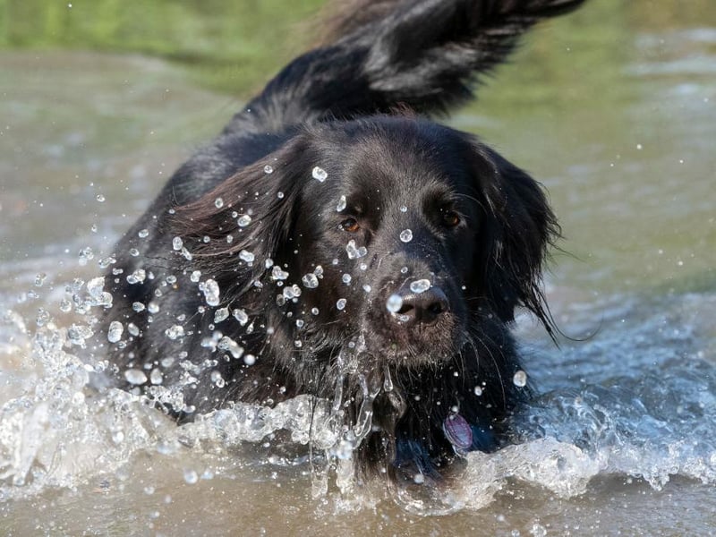 Originally bred to hunt on land and water, the Flat-Coat is better known today as a energetic and water-loving dog.